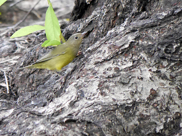 Connecticut Warbler, Central Park