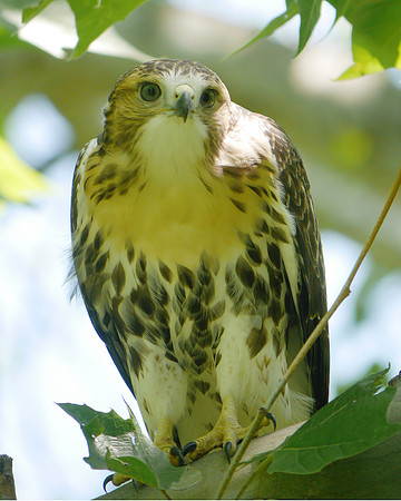 Red-Tailed Hawk fledgeling Central Park