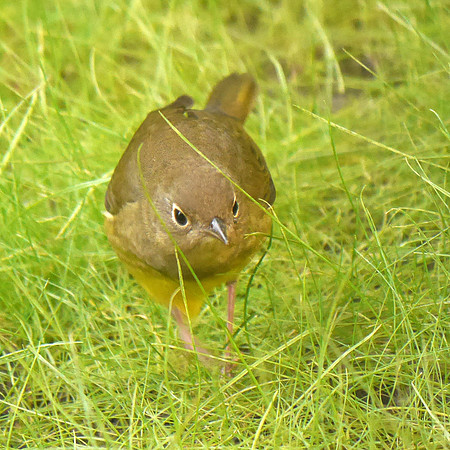 Connecticut Warbler, Trinity Church