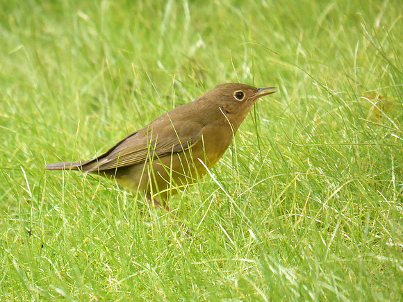 Connecticut Warbler, Trinity Church