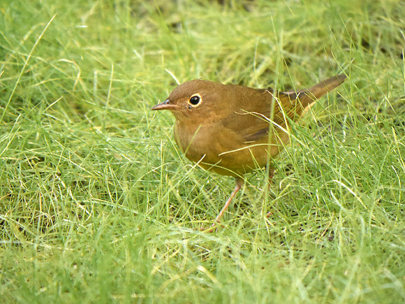 Connecticut Warbler, Trinity Church