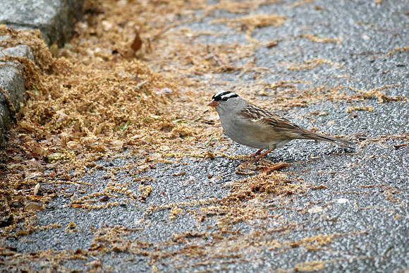 White-Crowned Sparrow, Central Park