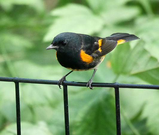American Redstart, Central park