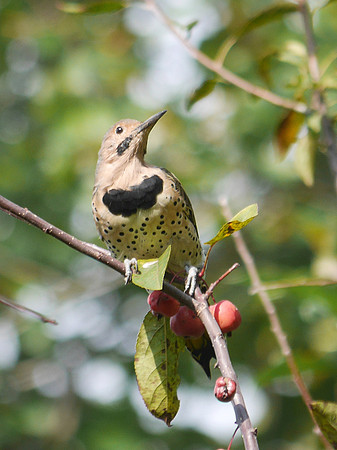 Northern Flicker, Central Park