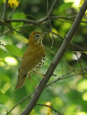 Wood Thrush, central Park