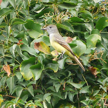 Great Crested Flycatcher, Central Park