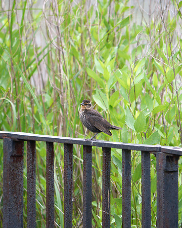 Red-Winged Blackbird, Inwood Hill Park