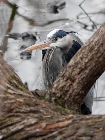 Great Blue Heron, Central Park