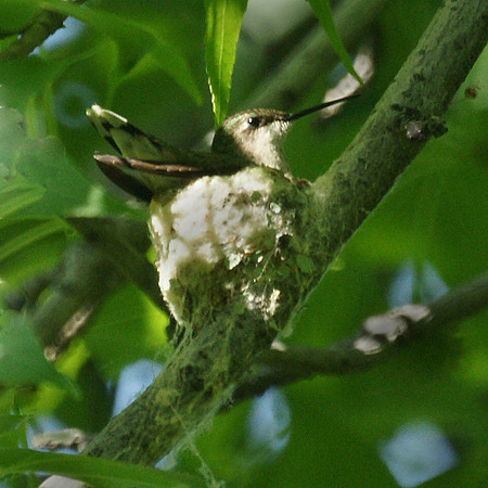 Ruby-Throated Hummingbird on nest, Central Park
