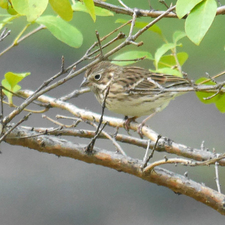 Vesper Sparrow, Central Park