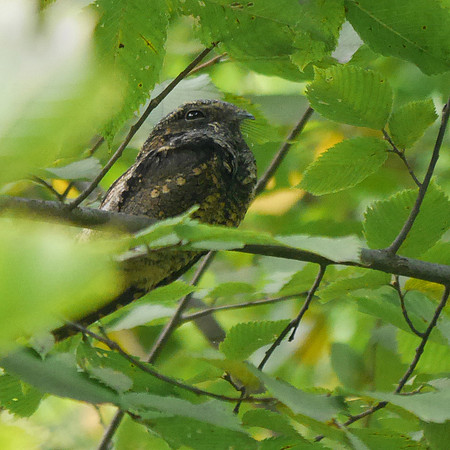 Eastern Whip-poor-will, Central Park