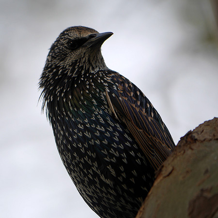 Starling, Central Park