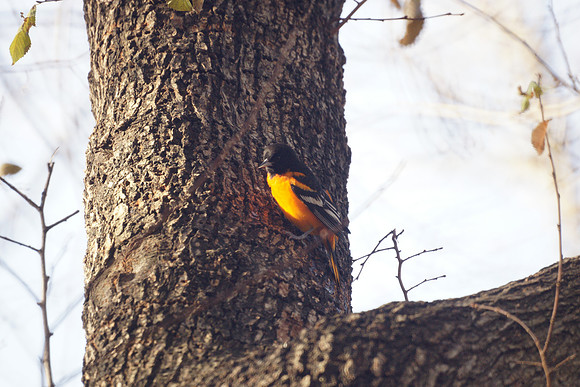 Baltimore Oriole, Central Park, 11/30/2013