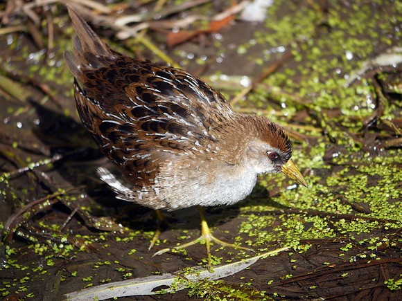 Sora, Central Park