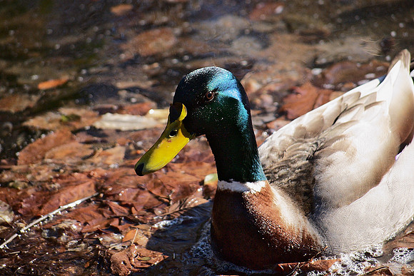 Mallard