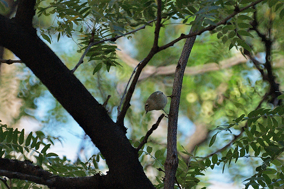 Ruby-Crowned Kinglet, Bryant Park