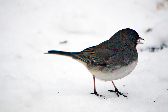 Snowbird
