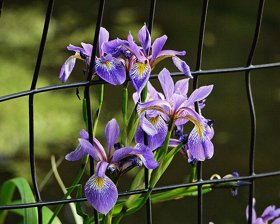 Irises in a fence near Turtle Pond