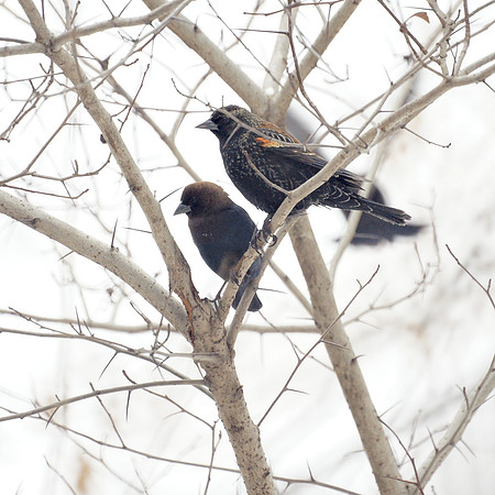 Red-Winged Blackbird and Brown-Headed Cowbird, Central Park