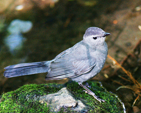 Catbird