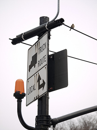 Sparrow and nest, Manhattan
