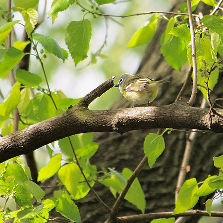Blue-Headed Vireo, Central Park
