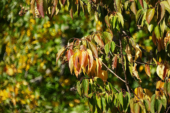 Leaves