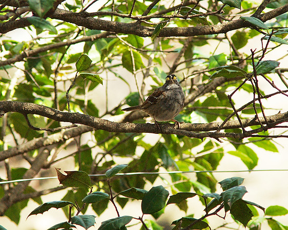 White-Throated Sparrow, NY Botanical Garden