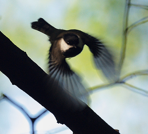 Chickadee on the move