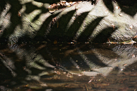 leaves:  shadow and reflection