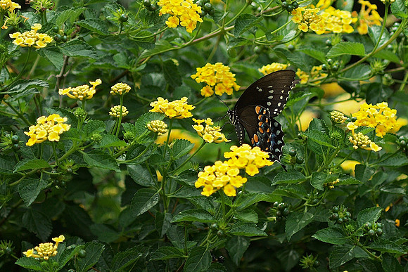 Black Swallowtail butterfly, Brookilyn Botanic Garden