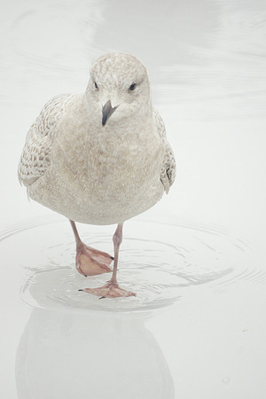 Iceland Gull, Central Park Lake