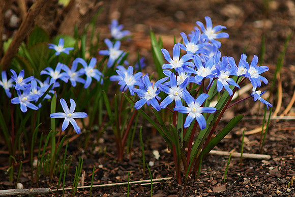 feral chionodoxa