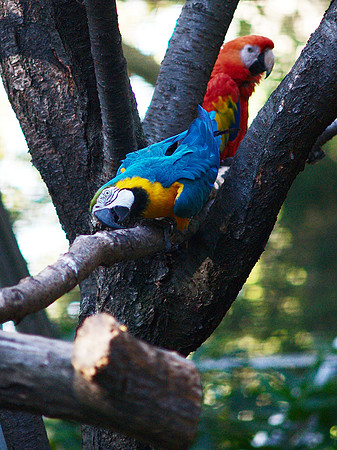 Parrots, Queens Zoo