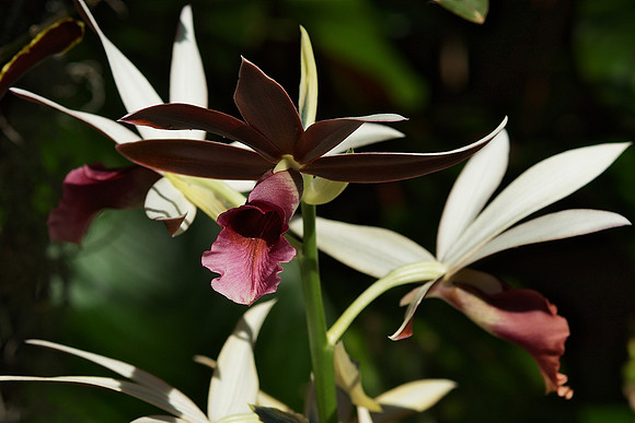 Phaius tankervillae