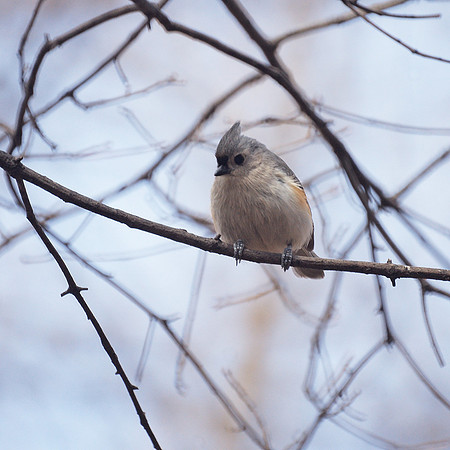Tufted Titmouse, Central Park