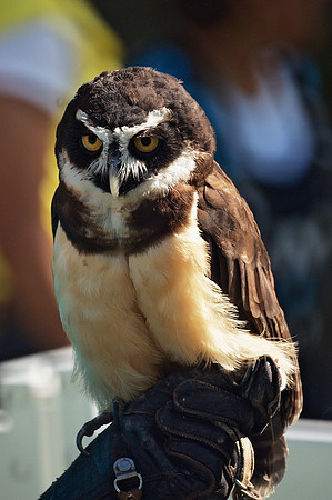 Spectacled Owl