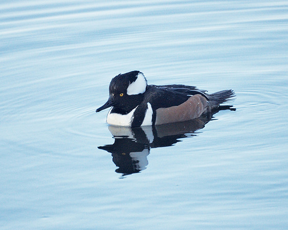 Hooded Merganser, Central Park Reservoir