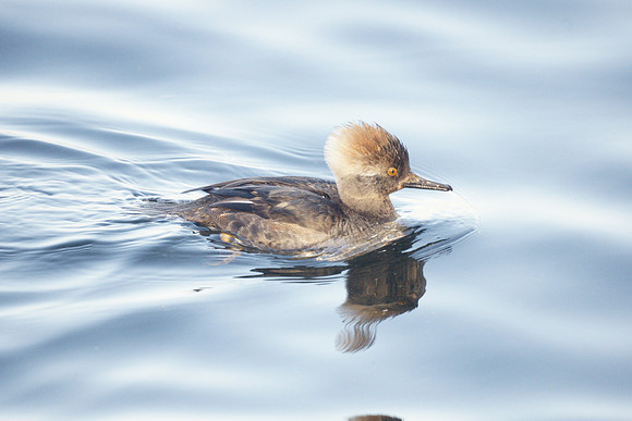 Hooded Merganser, Central Park Reservoir