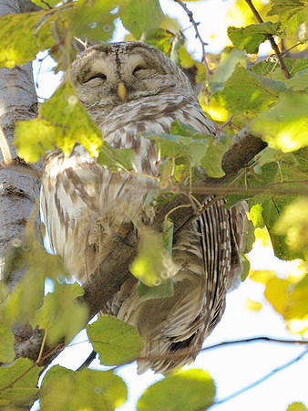 Barred Owl sleeping