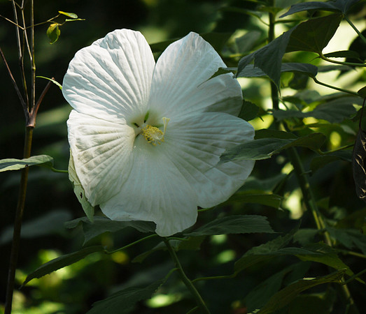 Hibiscus, Shakespeare Garden, Central Park