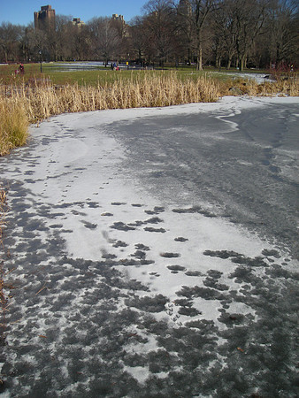 Tracks across the ice