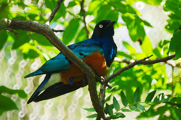 Superb Starling