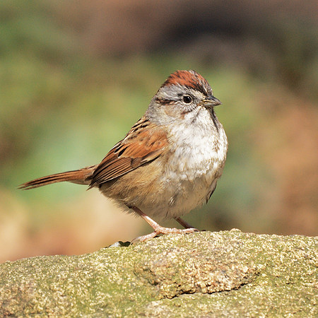 Swamp Sparrow, Central Park