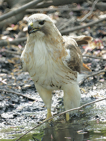 Red-Tailed Hawk, Central Park