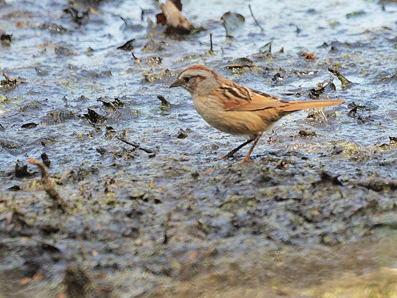 Swamp Sparrow, NYBG