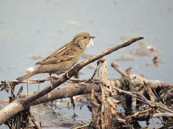 Sparrow feast