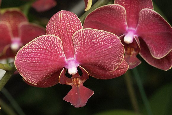 Phalaenopsis Jungle Cat "Bloody Mary"