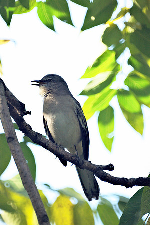 Mockingbird, NY Botanical Garden