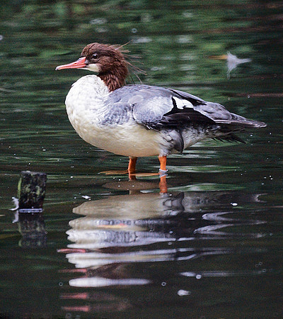 Duck -uck -ck -k